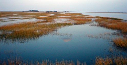 seawater mixes with freshwater C. Coastal Wetlands 1.