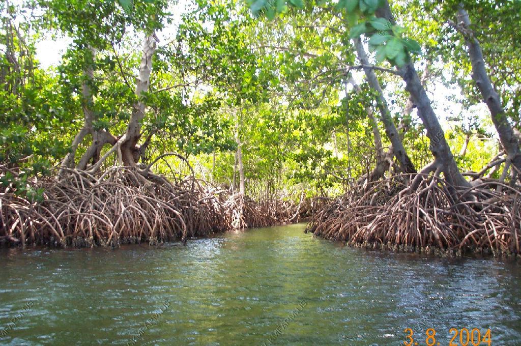 (mangroves) 2.
