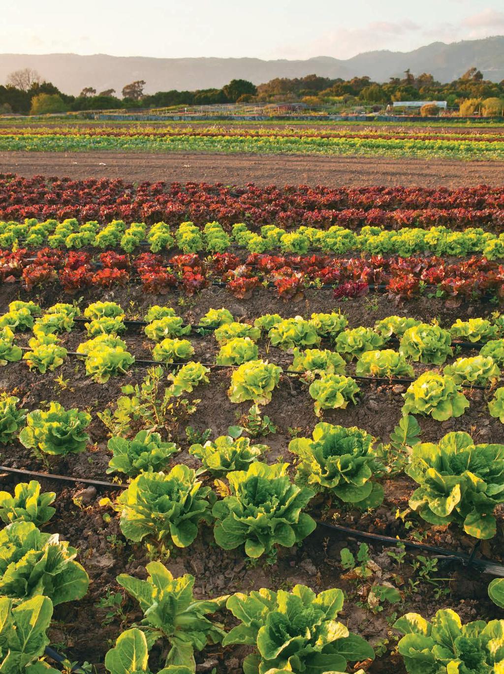 CHUCK PLACE/ALAMY STOCK PHOTO A selection of lettuce varieties at