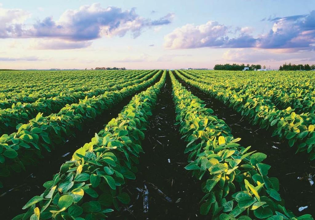 An Iowa soybean field. DESIGN PICS INC/ALAMY uses and conversion to development in a consistent way over time so that people can see the patterns of change.