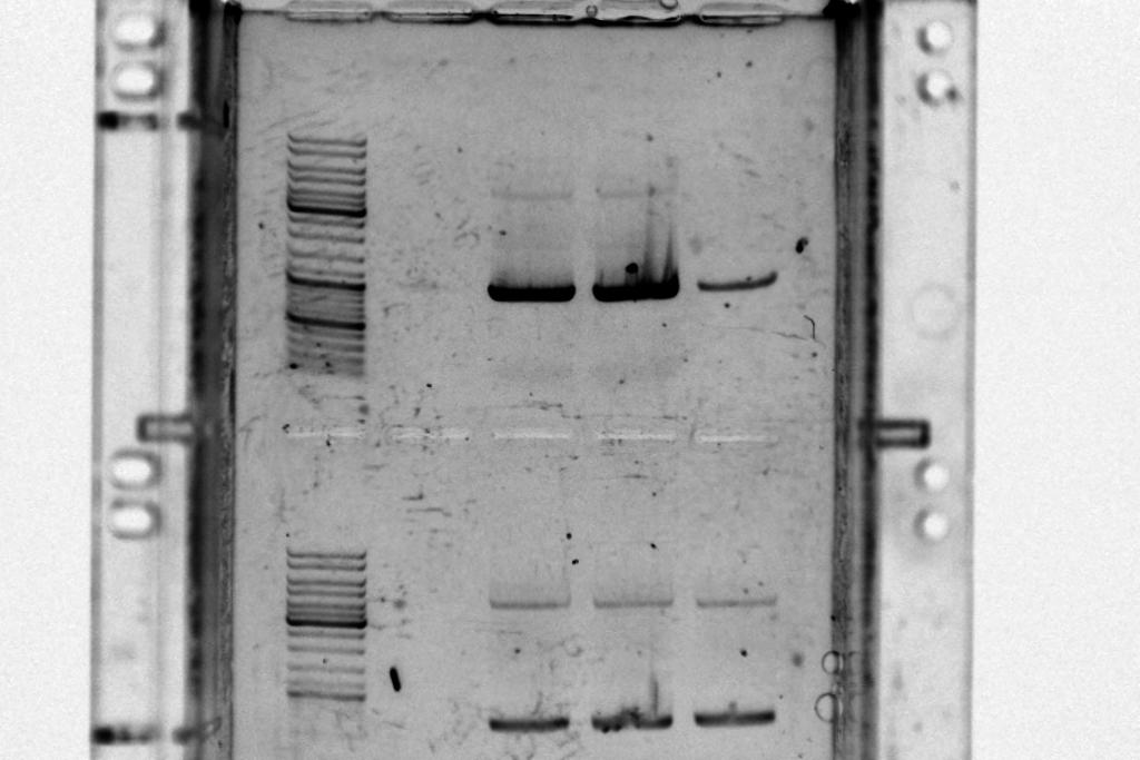 primer to ps14. With pah12 forward primer was changed to ps15 and reverse primer to ps16. PCR was run with similar condition as yesterday. PCR prducts were run on 0.