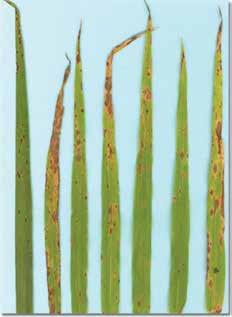 INSECTS & DISEASES (continued) Septoria: A fungal disease that exhibits symptoms first as small spots on the lower leaves of seedlings.