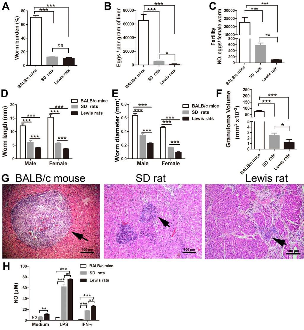 SI Figures: Fig. S1. Susceptibility to S. japonicum infection in mice and rats is correlated with their NO production levels in peritoneal macrophages.