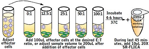 FIGURE 4: STAIN TARGET CELLS WITH CFSE FIGURE 5: ADD EFFECTOR CELLS Method 2: Ethanol. However, ethanol may decrease the CFSE membrane stain, shifting the population to the left. 1.