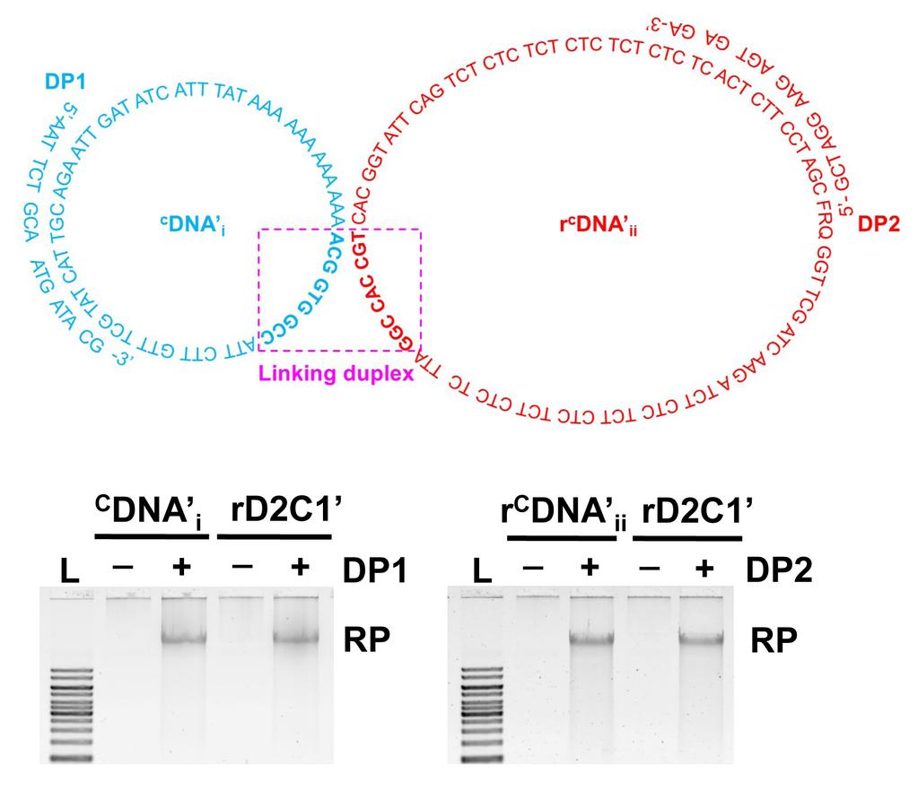 Supplementary Figures Supplementary Figure 1. RCA reactions with C DNA i, r C DNA ii and rd2c1 using DP1 and DP2 as primers. (a) Sequence of rd2c1.
