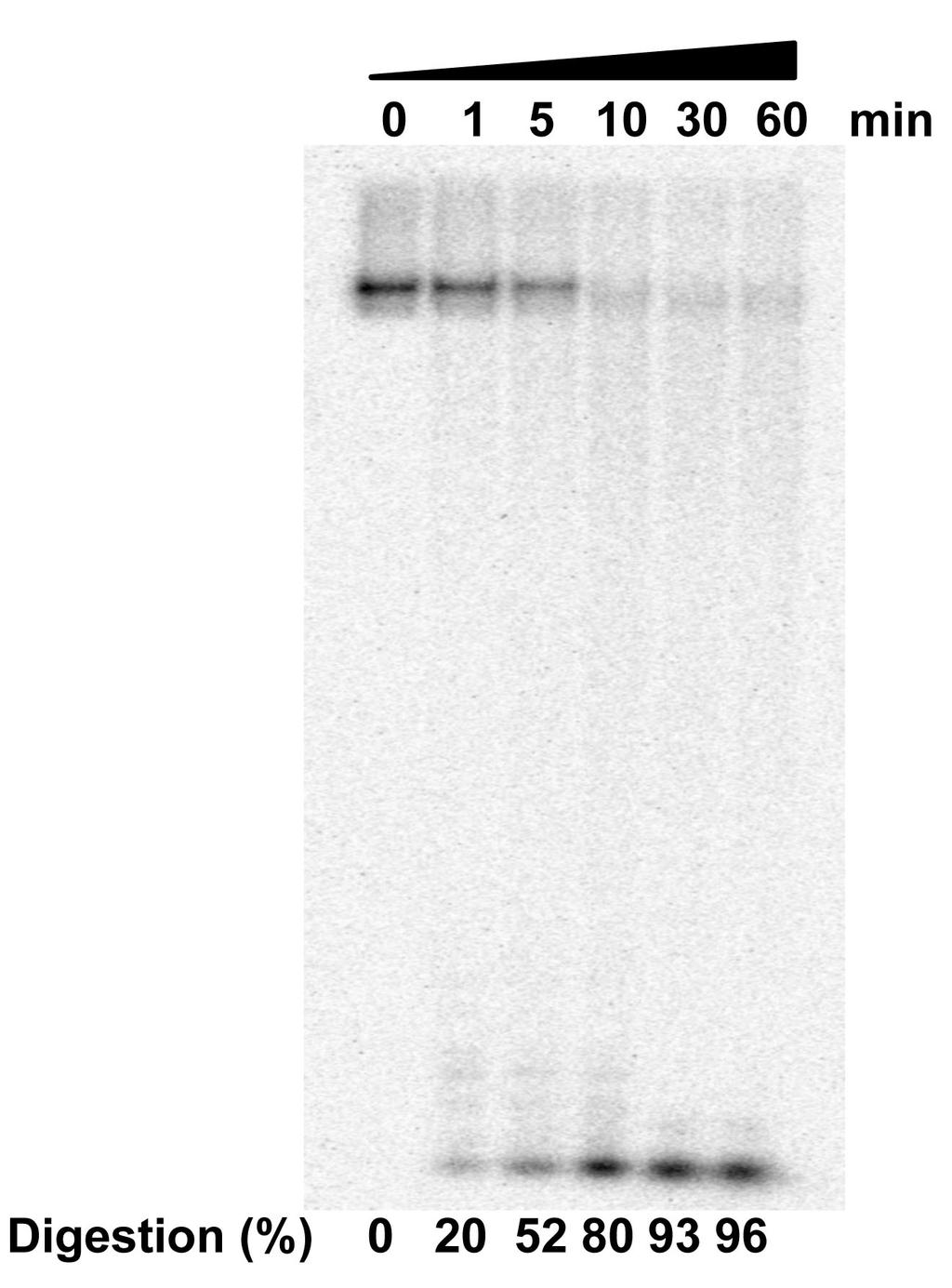 Supplementary Figure 4. Degradation of r L DNA ii by φ29dp.