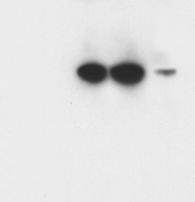 (a) Immunoblot for XAP2 (c) Cells transfected with XAP2 XAP2 35 kda XAP2 35 kda 27 kda 27 kda Tr + Ag Tr + Gst Tr NTr P1 P2