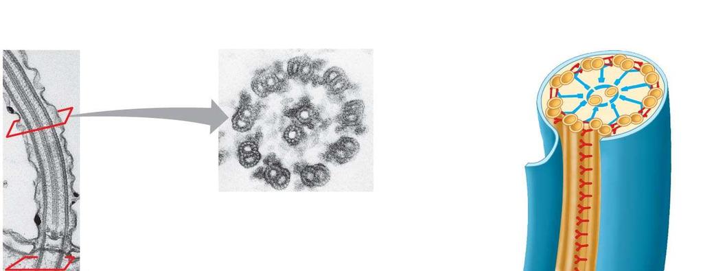 Fig. 6-22 Centrosome Microtubule