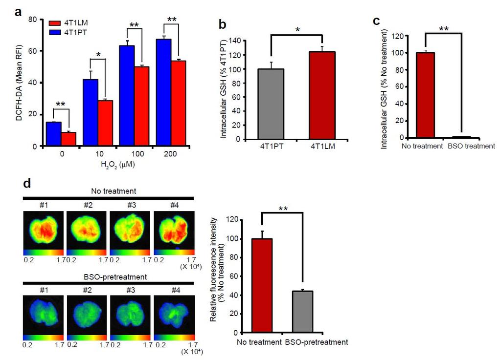 Supplementary Figure S2. Differences in ROS defense ability and GSH content between 4T1PT and 4T1LM cells and the impact of GSH depletion on lung colonization by CD44v + cells.