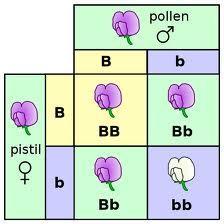 Single-Gene Trait Widow s Peak Punnett Square B = purple b = white What are the chances of