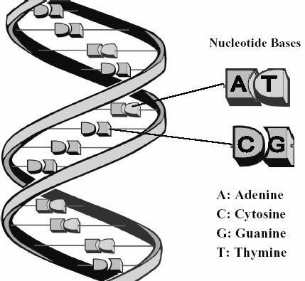DNA Code and Mutations The DNA Sequence shows how a species changes over time If a mutation (typo) occurs within the DNA