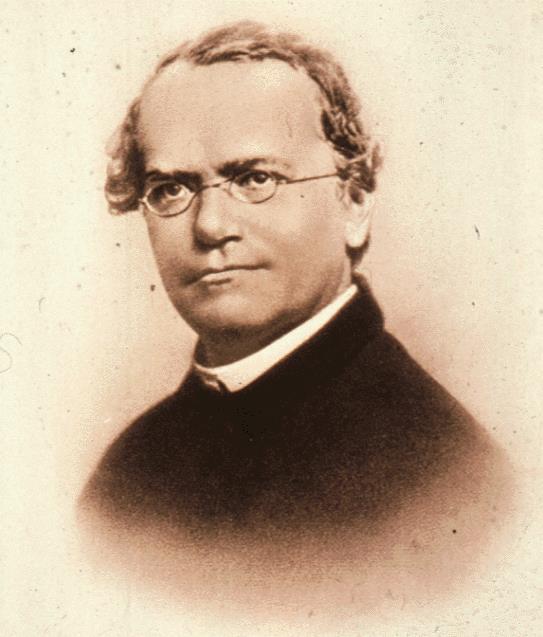 Gregor Mendel Father of Genetics Studied inheritance of traits in pea plants