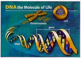 Each cell in your body contains a nucleus Each nucleus contains pairs of chromosomes What is a Gene? How many chromosomes do humans have?