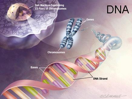 3,000,000,000 nitrogen base pairs make you who you are What is DNA?