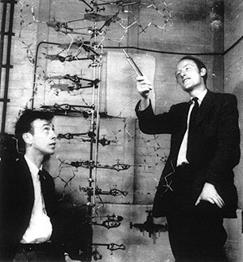 James Watson & Francis Crick (1953) Discovered the