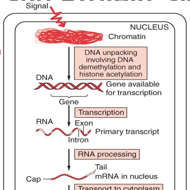 2.4 RNA