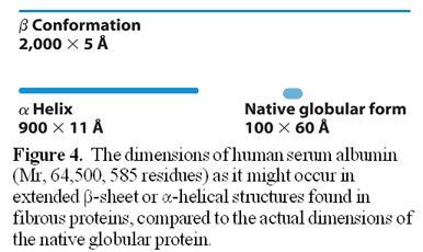 II. Globular Proteins are by definition much more compact structures than fibrous proteins, approximating spheres in their overall shapes (see Figure 4).