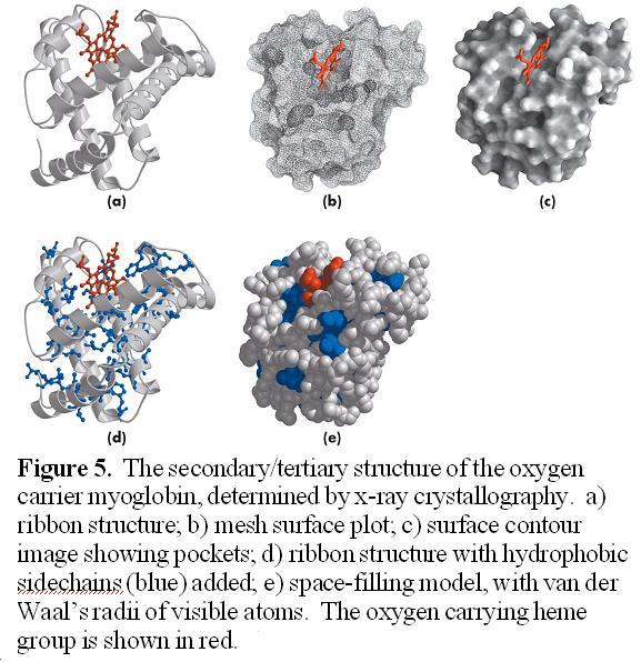 Lehninger Figure 4 15 A. What can be learned from examining the crystal structures of enzymes? 1. What classes of secondary structure are apparent in the structure of myglobin?