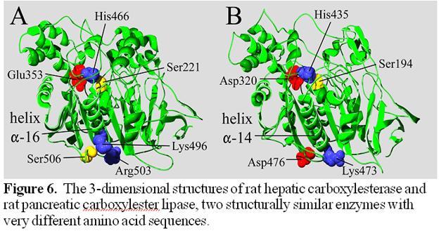 5. Each of the α helices present in this structure has a series of highly polar peptide bonds as well as some residues with polar side chains.