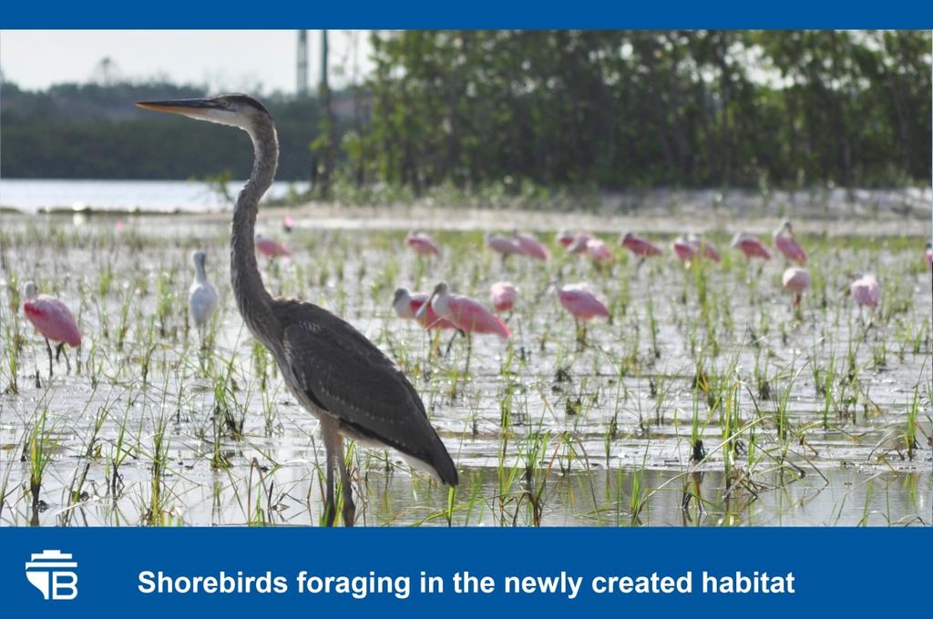 Working in conjunction with the school district, Florida Aquarium, and The Audubon Society, the City will look to further develop nature education programs.