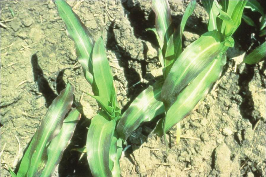 M A S T E R 4. 4 b PLANT DOCTOR REFERENCE MANUAL NUTRIENT deficiencies of CORN Phosphorus Deficiency Plants that lack phosphorus show stunted growth and mature later than healthy plants.