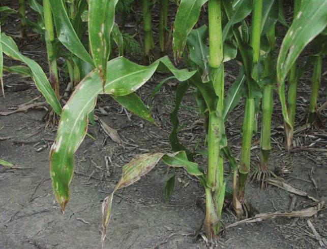 M A S T E R 4. 4 c PLANT DOCTOR REFERENCE MANUAL NUTRIENT deficiencies of CORN Potassium Deficiency Plants that lack potassium show stunted growth and mature later than normal plants.