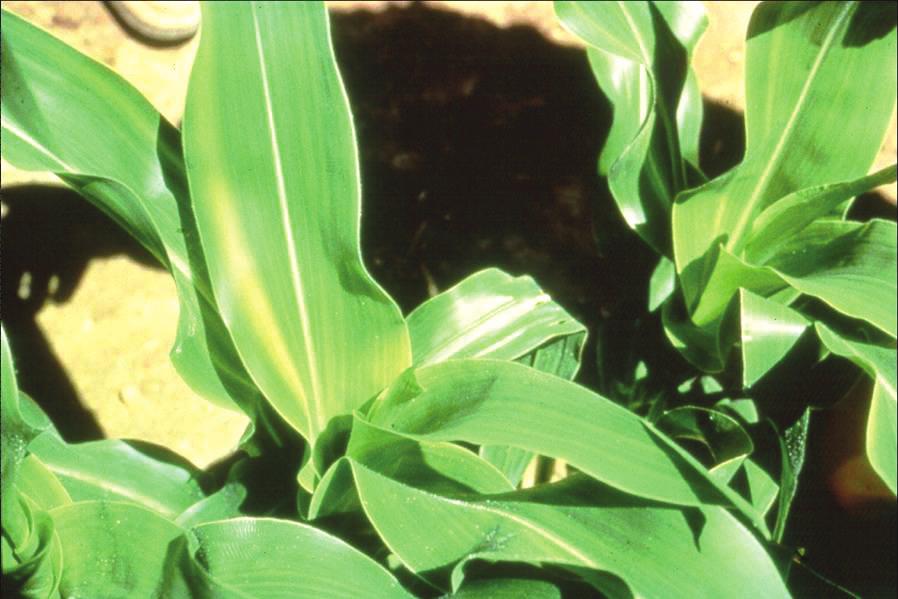 M A S T E R 4. 4 d PLANT DOCTOR REFERENCE MANUAL NUTRIENT deficiencies of CORN Zinc Deficiency Plants lacking zinc show pale- to whitish-colored bands located between the veins of the leaves.