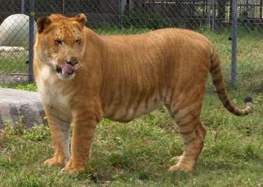 Lion + tiger =