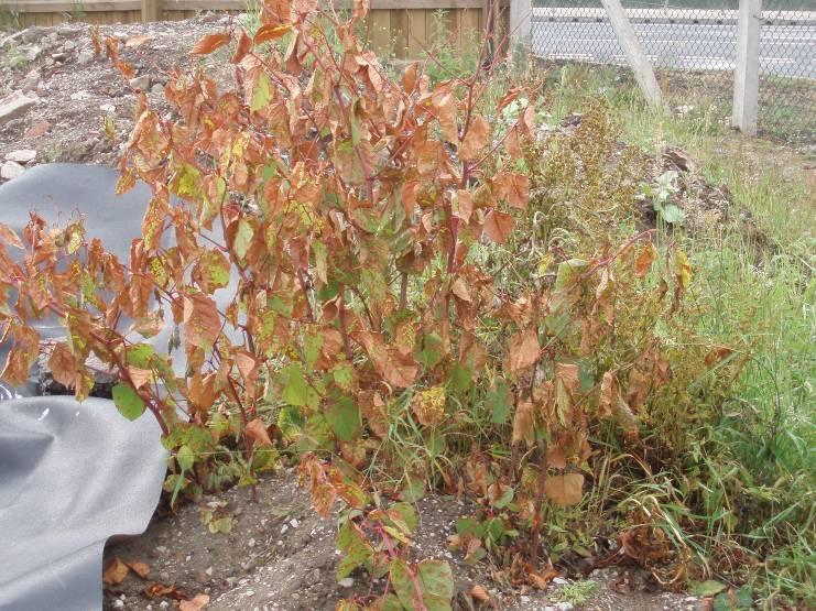 Knotweed, treated and