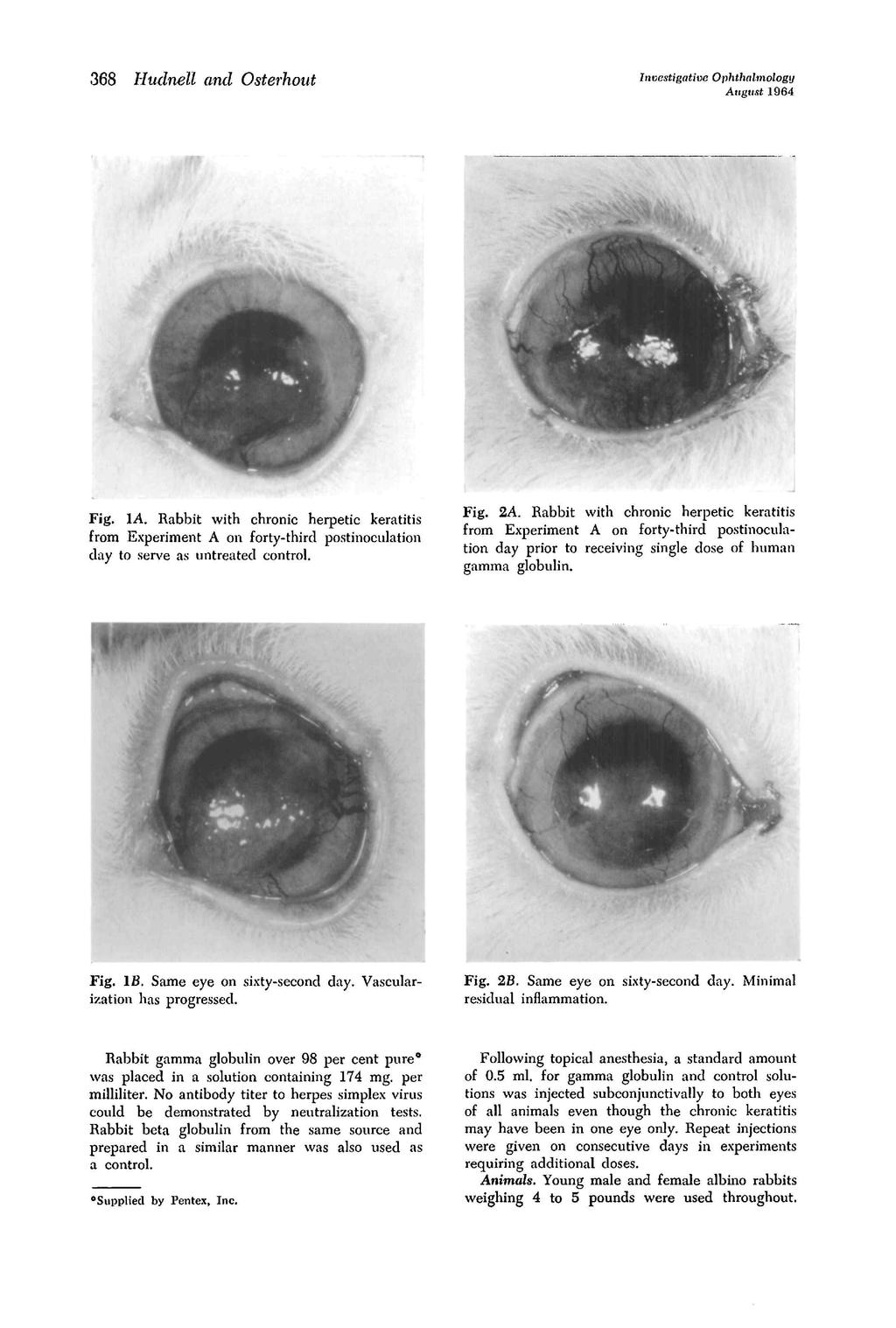 68 Hudnell and Osterhout stigativc Ophthalmology August 96 Fig. A. Rabbit with chronic herpetic keratitis from Experiment A on forty-third postinoculation day to serve as untreated control. Fig. A. Rabbit with chronic herpetic keratitis from Experiment A on forty-third postinoculation day prior to receiving single dose of human gamma globulin.