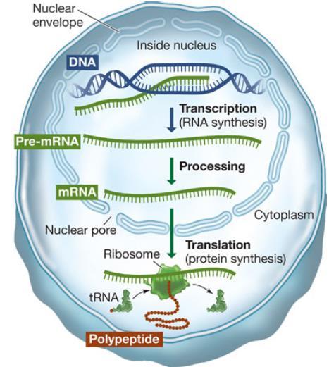 RNA (ribonucleic acid) differs from DNA and plays a vital role in gene expression RNA generally consists of only one polynucleotide strand composed of nucleotides The sugar molecule found in RNA is