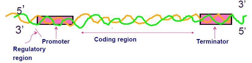 the coding strand and is often used when showing a sequence because it represents the mrna sequence INITIATION Initiation requires a promoter, a special sequence of DNA to which the RNA polymerase