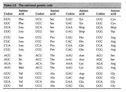 Genetic codes The universal genetic code Three stop codons: UAA, UAG, and UGA 61 sense codons for 20 amino acids Degenerate code: 18/20 amino acids are