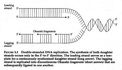in eukaryotes Okazaki fragments 1000-2000 nucleotides in