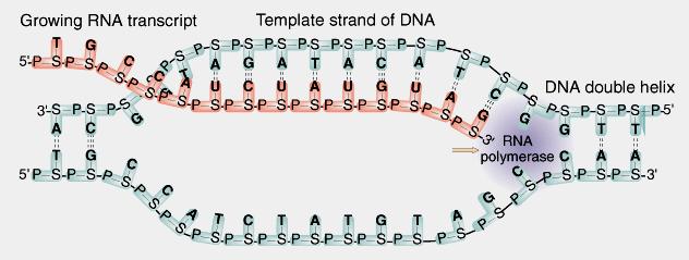 replication 1/genome (chromosome) in bacteria 1/30