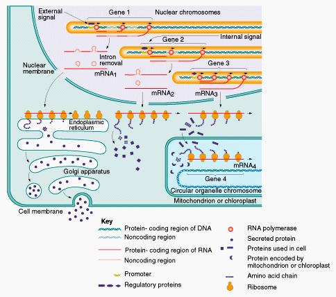 (rrna) genes RNA polymerase II = protein-coding genes RNA polymerase III =