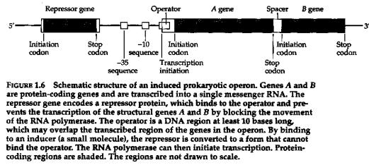 Human dystrophin gene -> 79 exons spanning over 2.3Mb, the mrna is 12Kb long; exon/intron = 0.