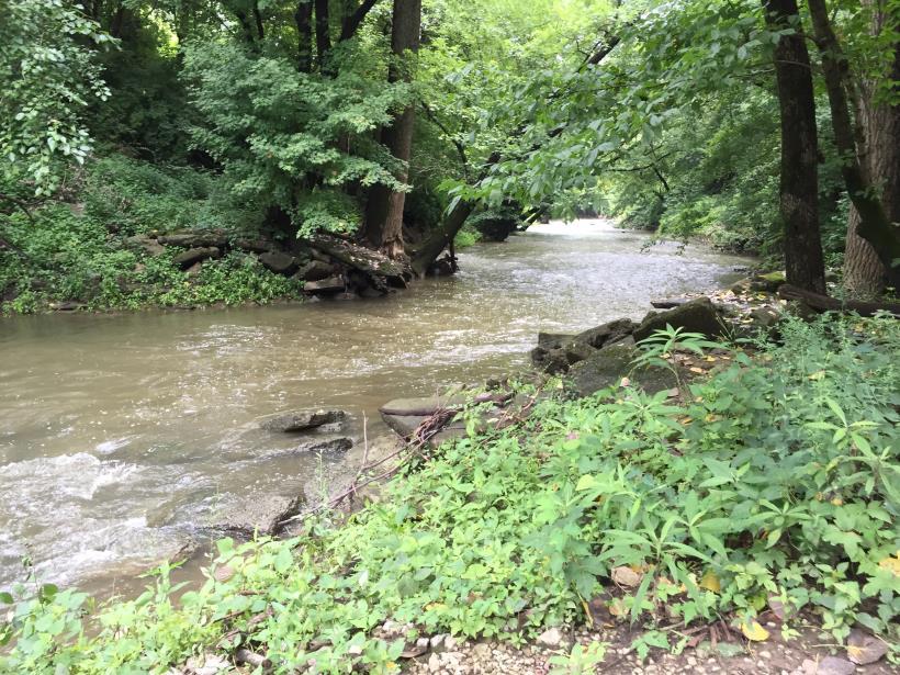 LOUISVILLE MSD INITIATIVES MS4 Permit requires Louisville MSD maintain stream improvement sites 32+ no mow and restoration sites 120,000 feet of no mow 34,000 feet of stream stabilized or restored