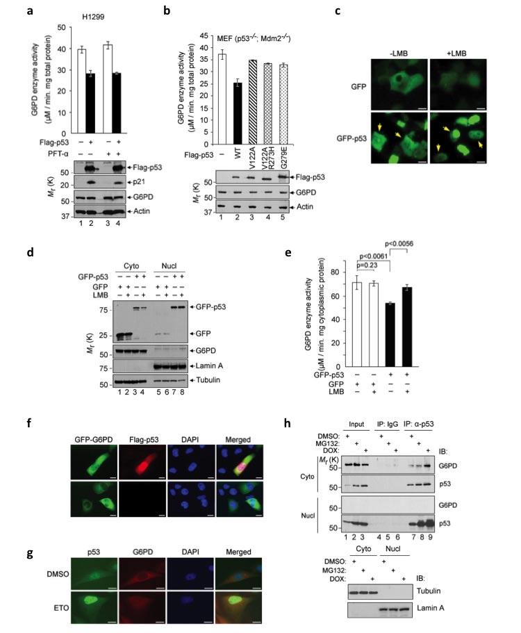 Figure S2 Cytosolic p53 inhibits G6PD. (a) p53 inhibits G6PD independently of transcription. H1299 cells transfected with Flag-p53 or control vector were treated with 20 μm PFTα for 24 h.