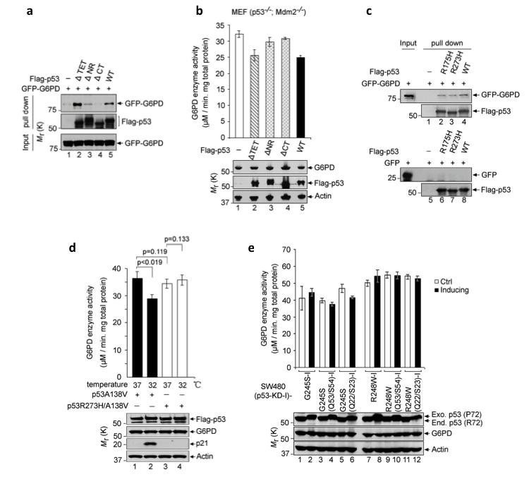 Figure S4 Wild type p53, but not tumor-associated p53 mutants, regulates G6PD activity.