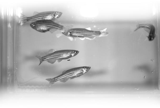 Singapore USING THE ZEBRAFISH TO STUDY HUMAN DISEASES The female hormone, oestrogen, affects many genes and is related to diseases such as breast cancer and osteoporosis.