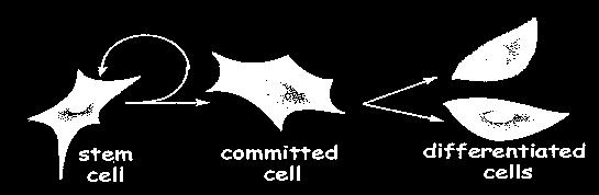 undifferentiated cells