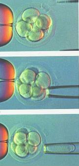 Ethical Alternatives Blastomeres ESC Advanced Cell Technology report Preimplantation Genetic Diagnosis -