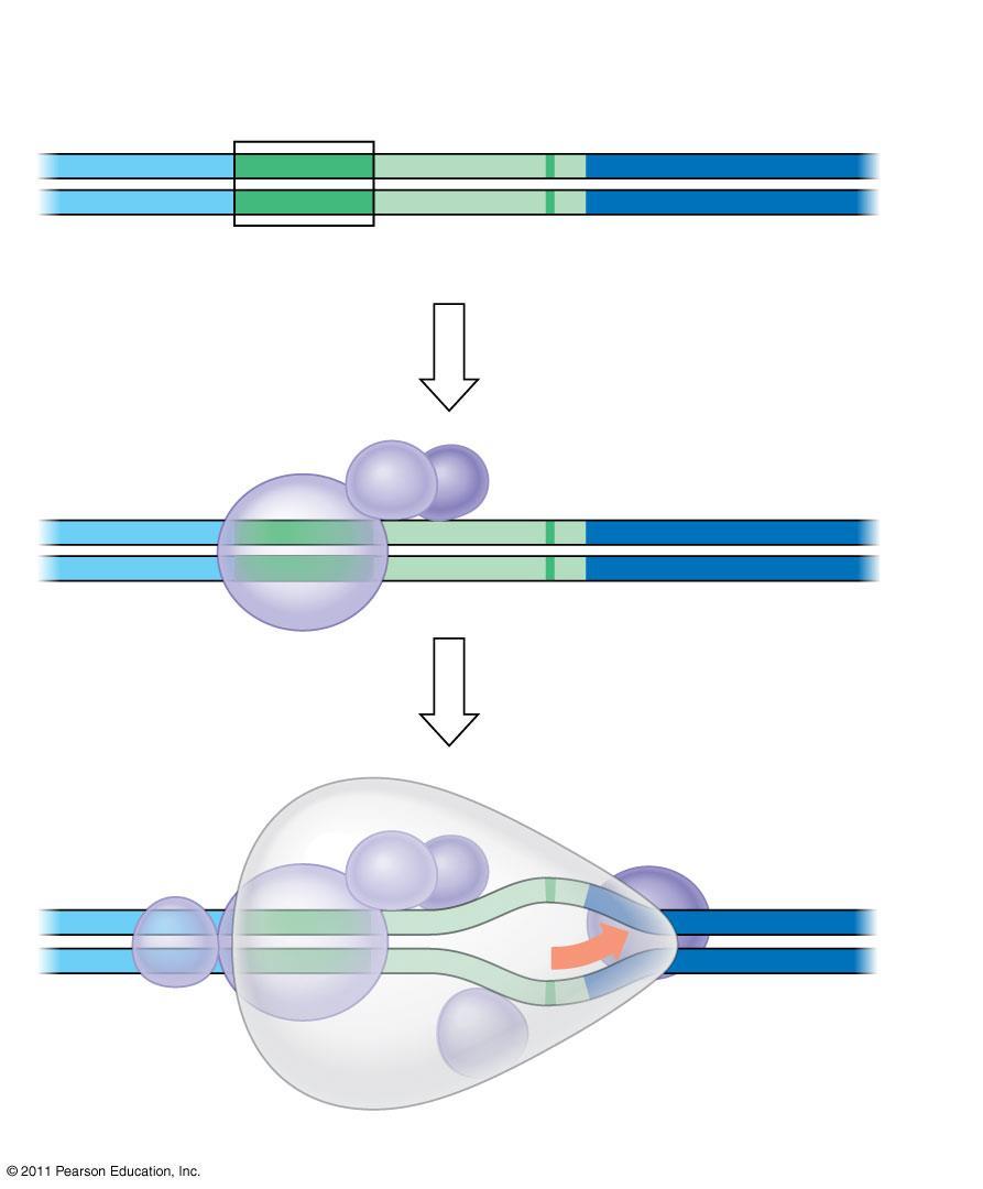 1 A eukaryotic promoter DNA T A T A A AA AT AT T T T TATA box Promoter Start point Nontemplate strand Template strand Transcription factors 2 Several
