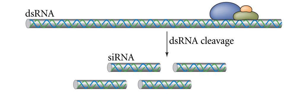 RNA Interference RNA interference (RNAi) double stranded RNAs inserted; short interfering RNA (sirna) leads to the degradation of native mrna RNAi is common in plants, animals, fungi probably evolved