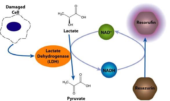 INTRODUCTION Methods for determining lactate dehydrogenase (LDH) release, utilizing diaphorase have been used for measuring the cell cytotoxicity for many years.