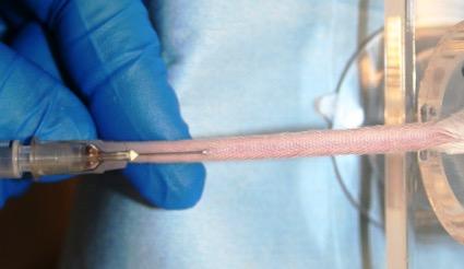 Insert needle into vein starting at the tip of the tail (distally) at about a 30 angle.