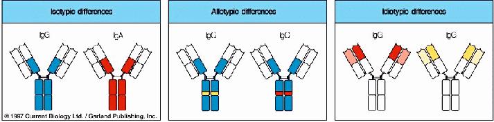 Isotype: An antigenic determinant on an immunoglobulin that is expressed by all members of a species.