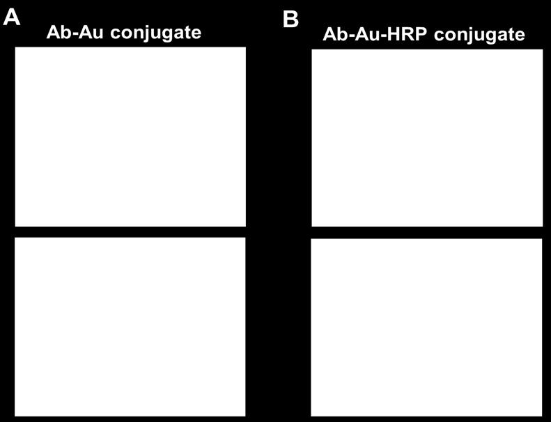 Characterizations of Au-Ab conjugate and Ab-Au-HRP conjugate using biological