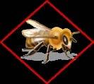 Federal, state and other neonicotinoid registration policies and initiatives EPA amended labels to add bee icon to outdoor foliar uses of